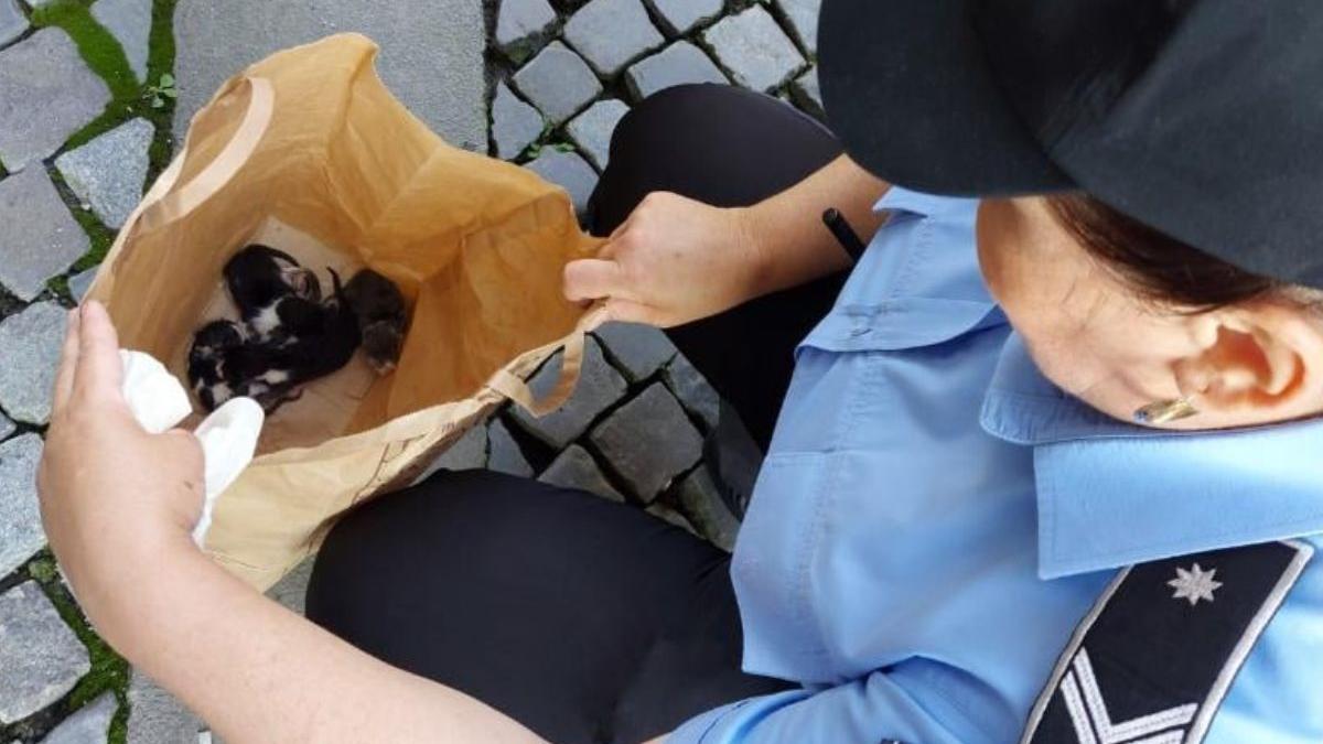 barbat bucuresti aruncat cinci pui de pisica punga strada centrul istoric