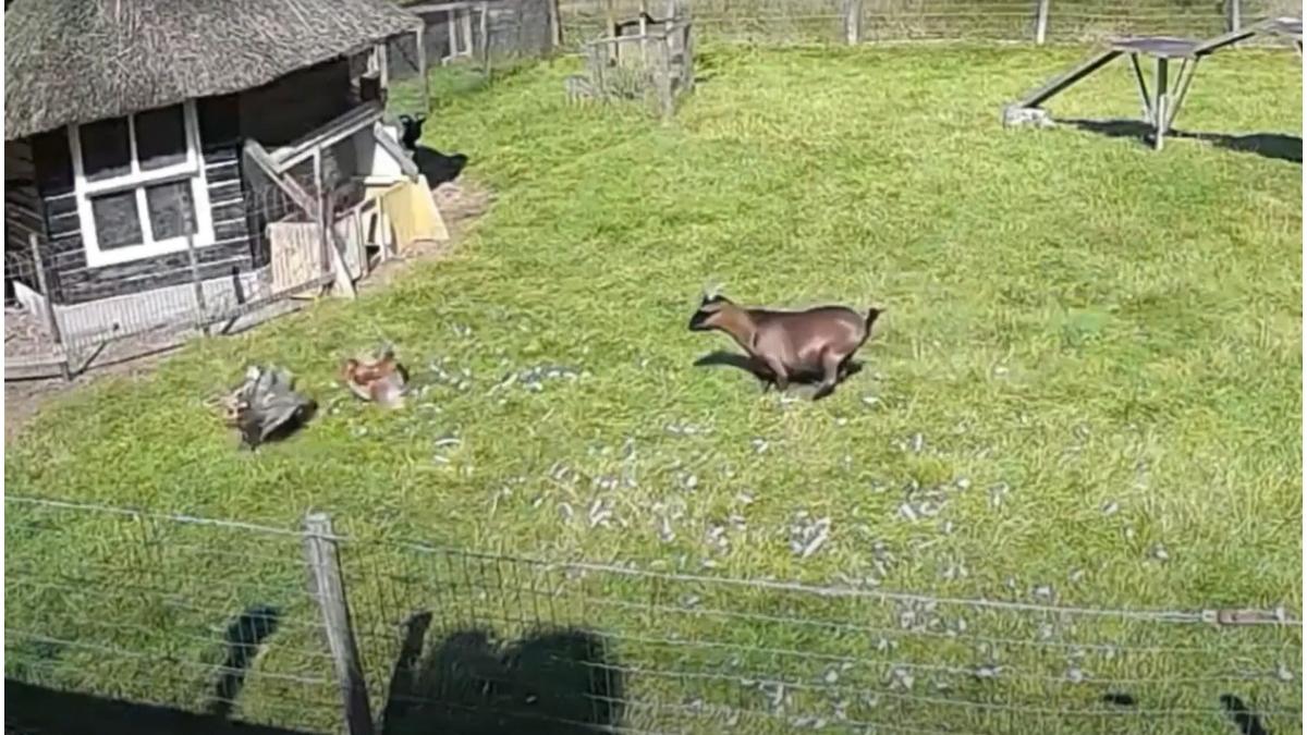 capra cocos salveaza gaina soim