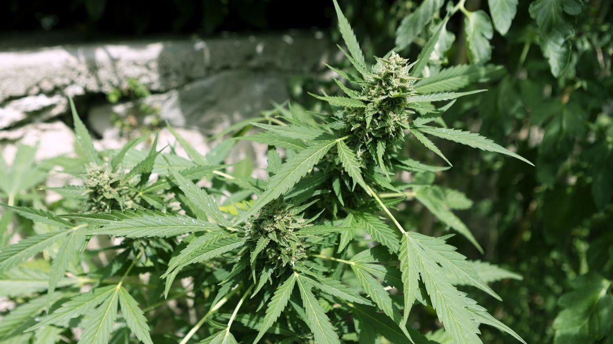 plantatie cannabis droguri curte tanar timisoara