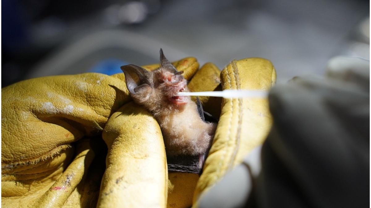 cercetatori lilieci originea covid