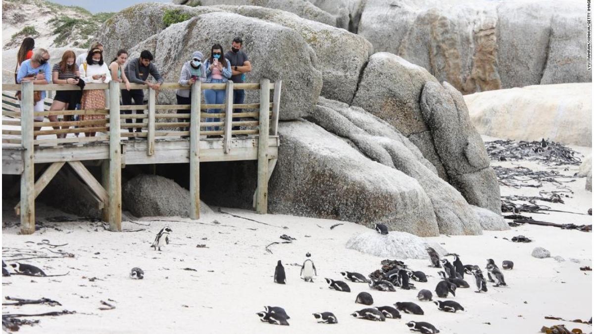 roi albine pinguini africa