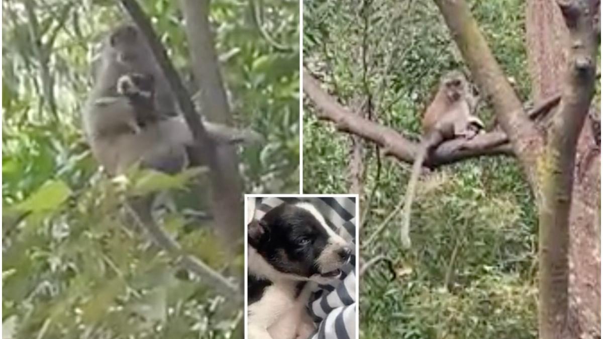 maimuta malaezia catelus