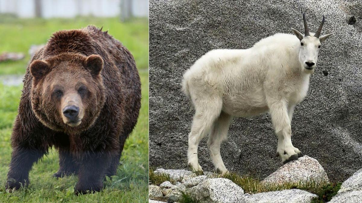 urs grizzly capra salbatica parks canada david laskin