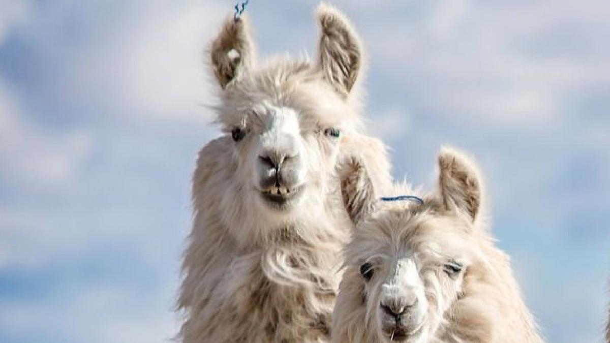 terapie covid lama fifi james naismith nanocorpi