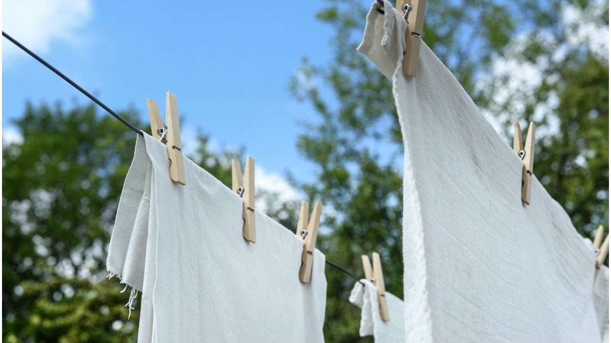 indian viol spalat rufe