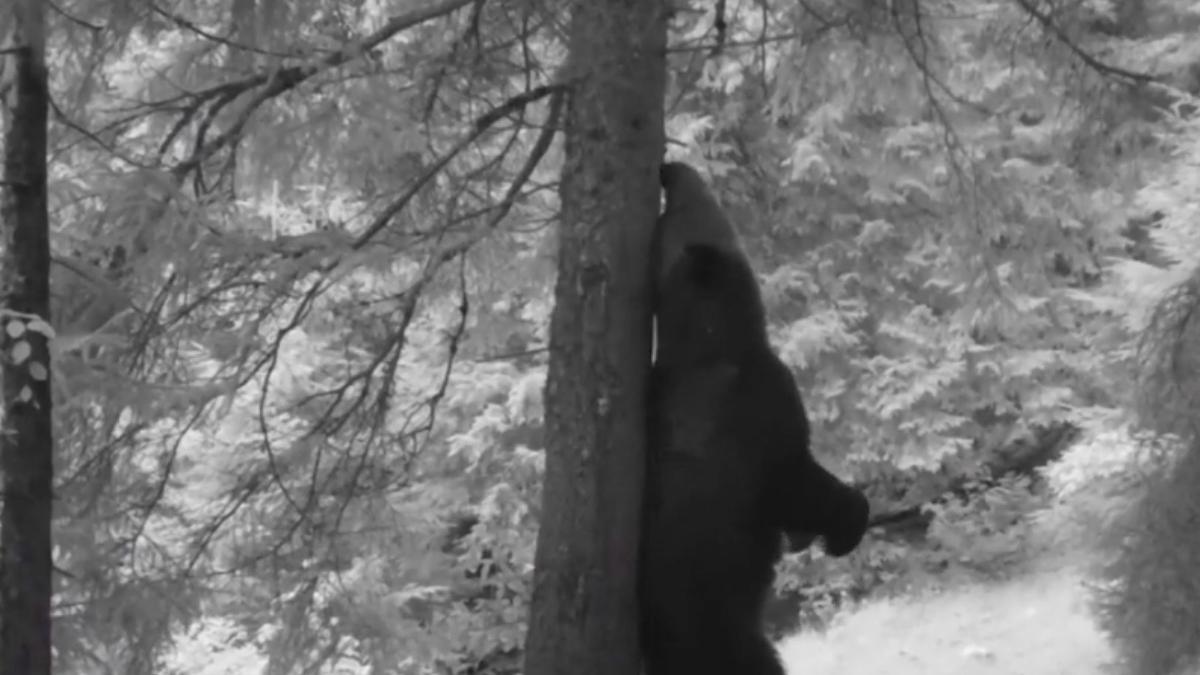 momente amuzante surprinse intr un parc national baloo de carpati un urs se scarpina de copac