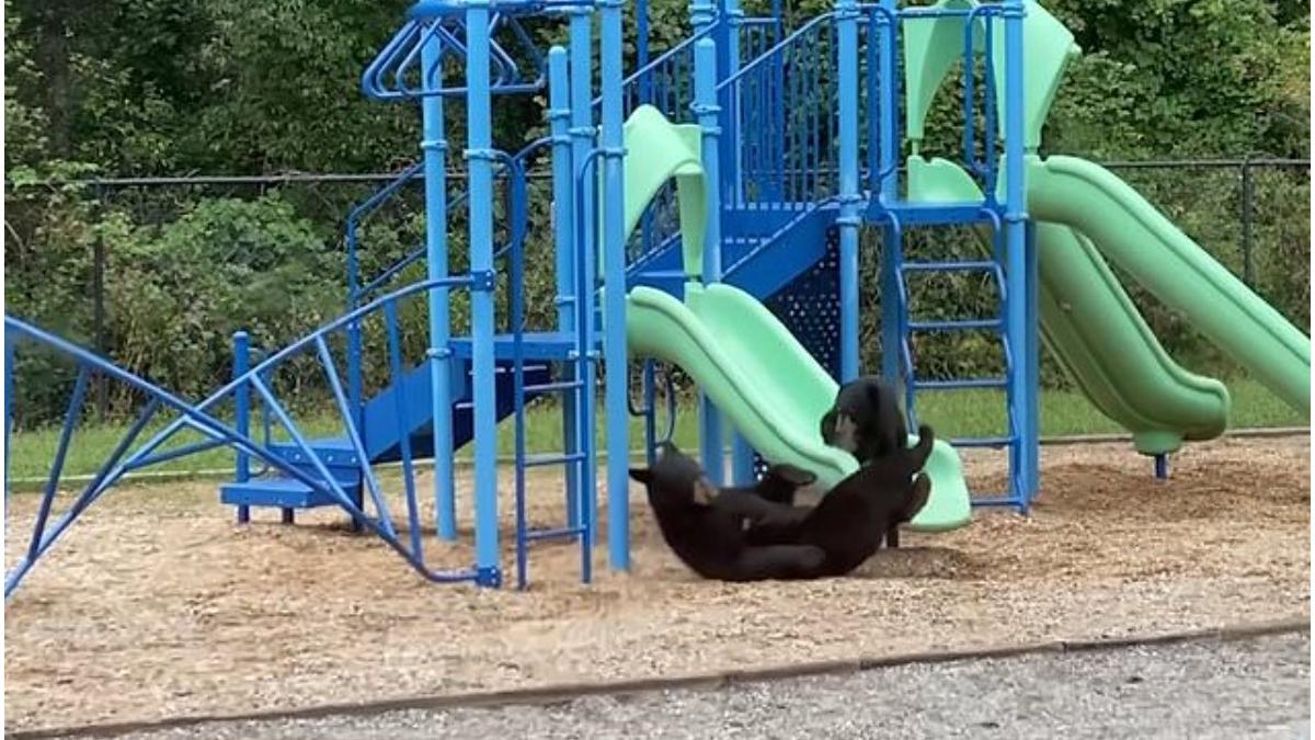 ursoaica pui tobogan