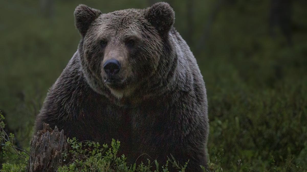barbat atacat de urs la breaza al doilea atac din judetul prahova in numai 24 de ore