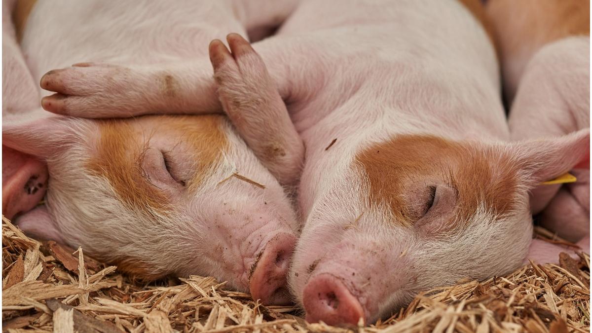 aeroport olanda porci