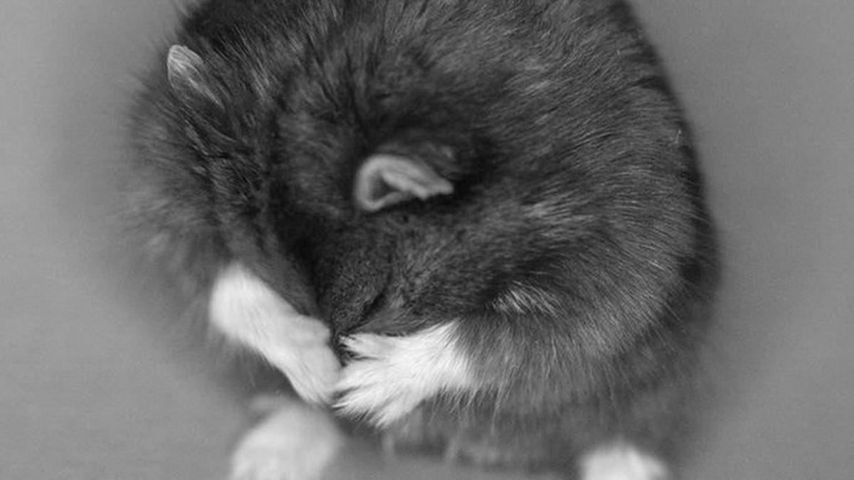 goxx hamster cripto monede bitcoin dow jones ftse100 berkshire hathaway