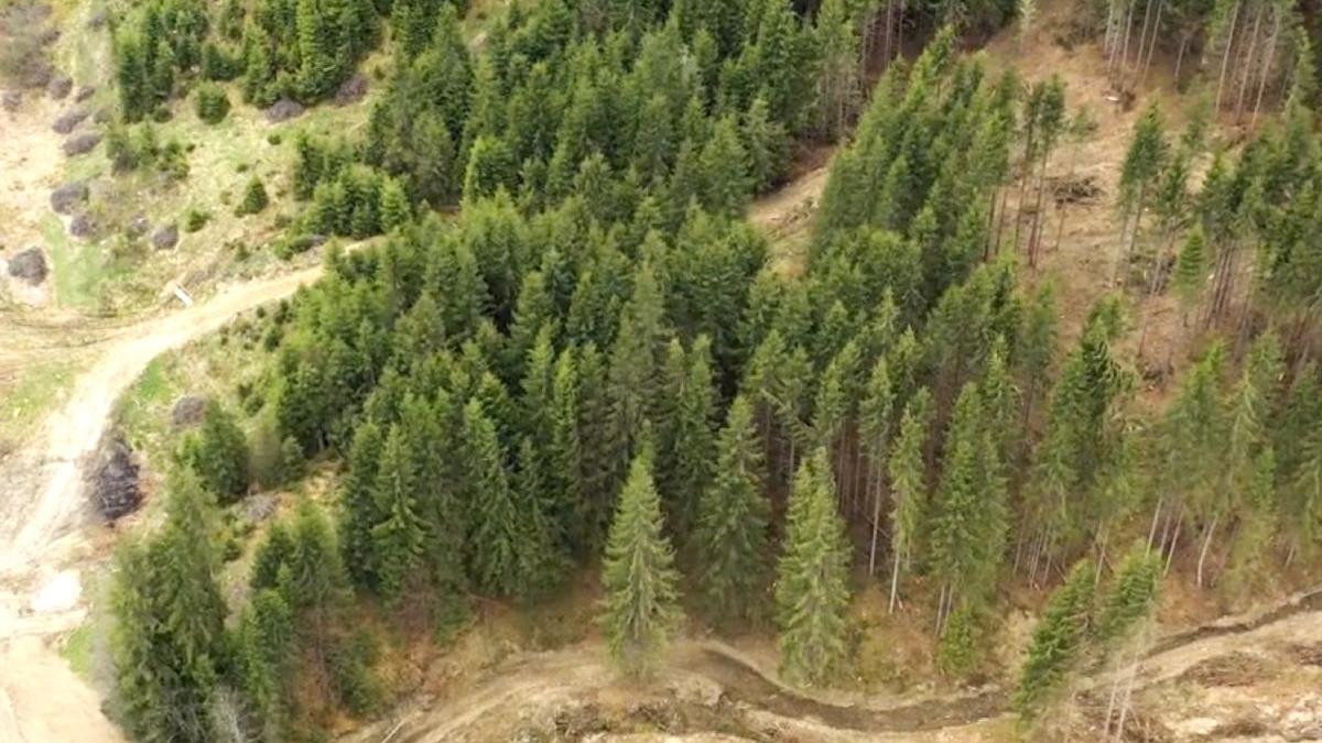 padurile in mana mafiei cum se foloseste lemnul in campania electorala