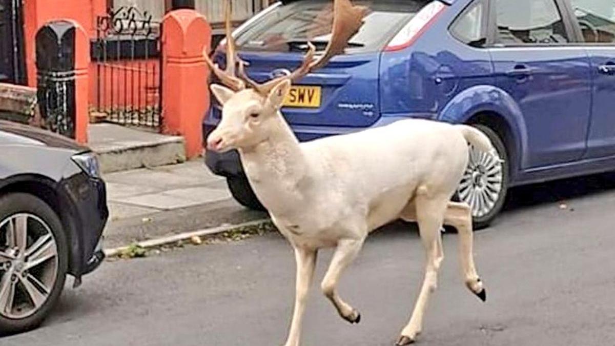 cerb alb ucis bootle merseyside