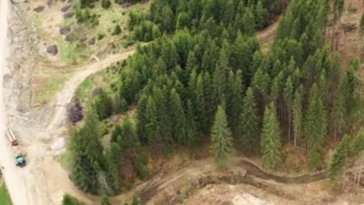 padure mana mafiei post padurar costa 40000 euro