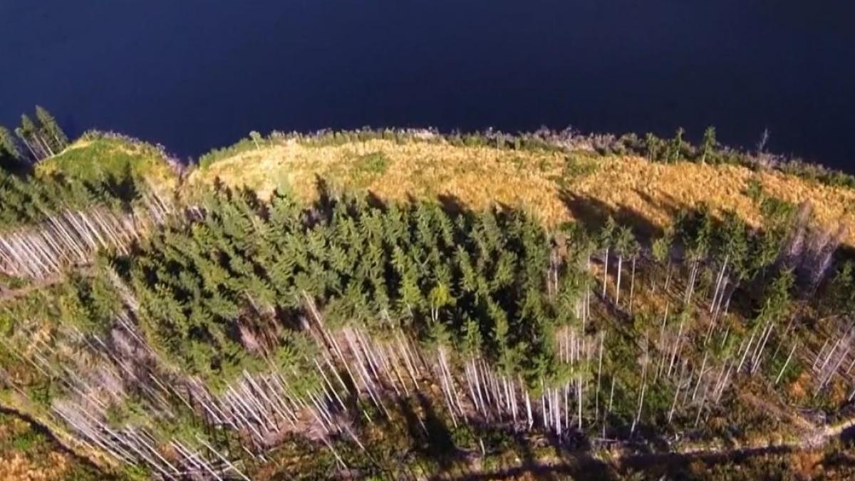 padurile in mana mafiei cum se foloseste lemnul in campania electorala