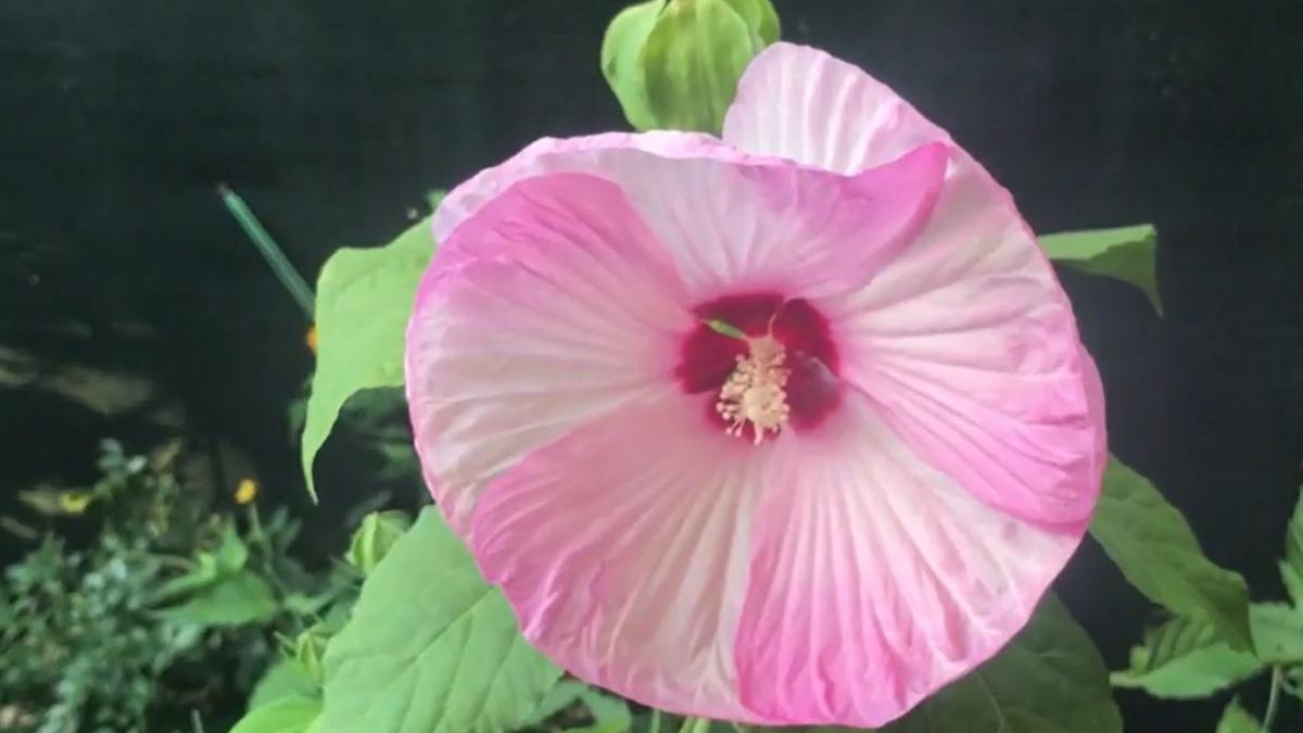 tot ce trebuie sa stii despre hibiscus