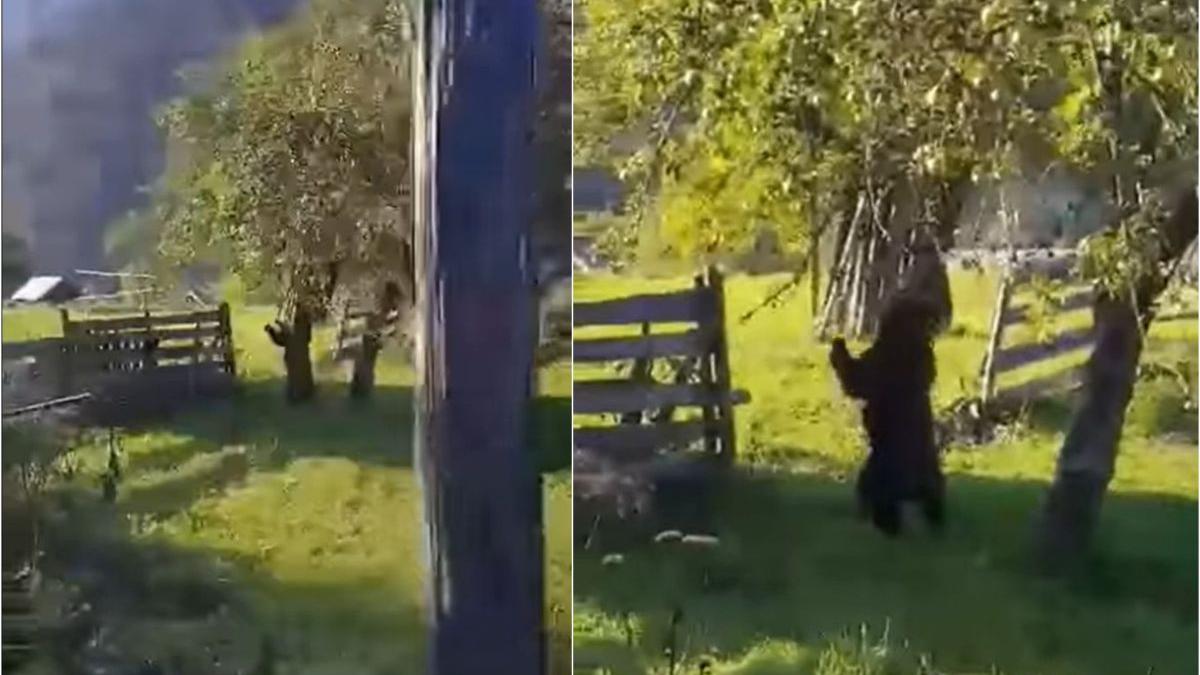 urs culege mere pom livada borca