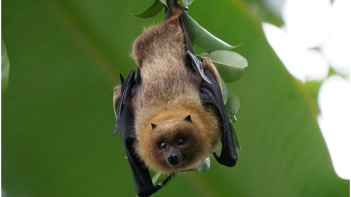 barbat ilinois turbare liliac