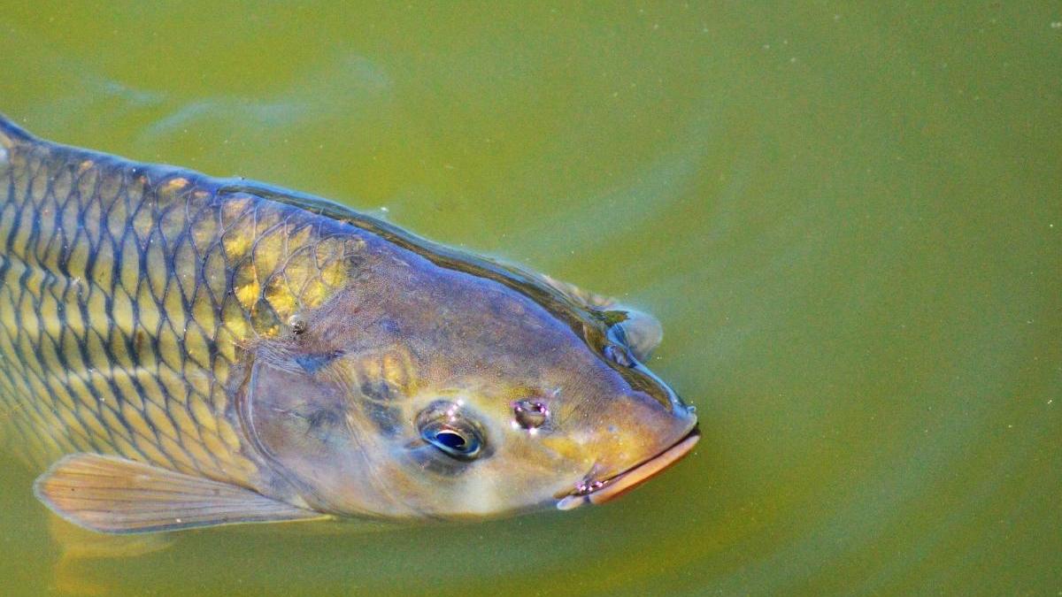 salata traditionala icre crap alt produs romanesc recunoscut comisia europeana beneficia de