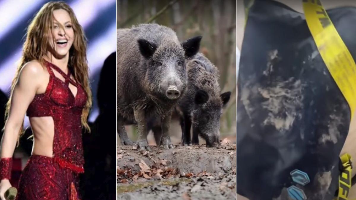 shakira porci salbatici poseta barcelona milan gerard pique