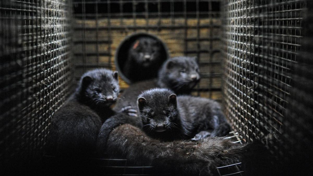 vaccinare anti covid populatie nurci