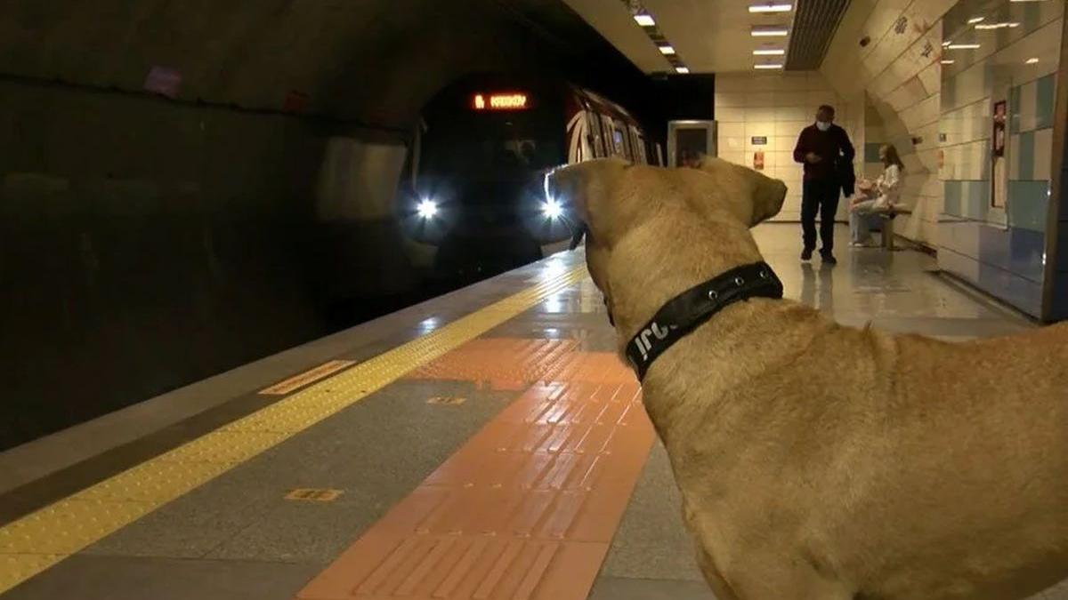 boji istanbul ciobanesc kangal metrou