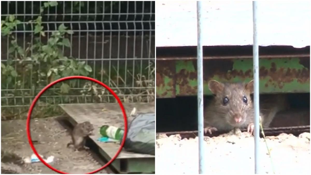 sobolanii au invadat ploiestiul oamenii cer autoritatilor masuri urgente