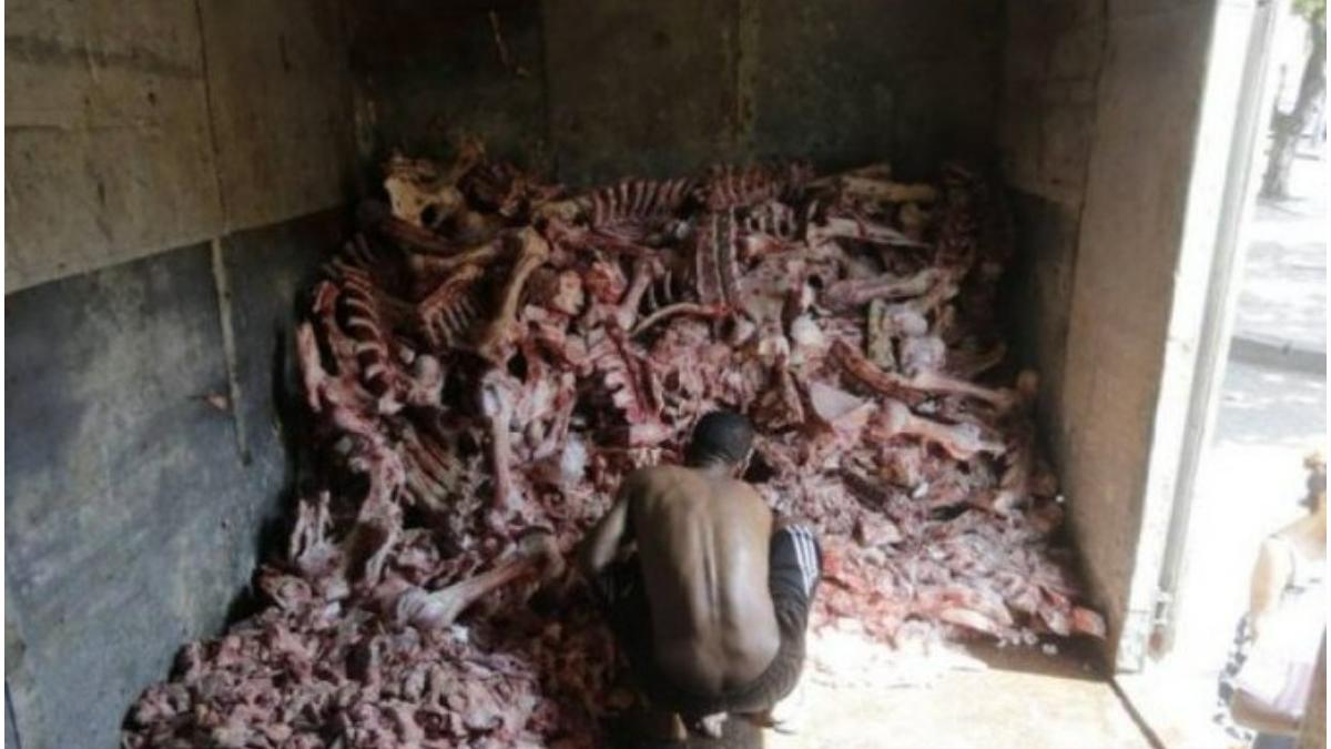 imagini dramatice brazilia foamete oase animale