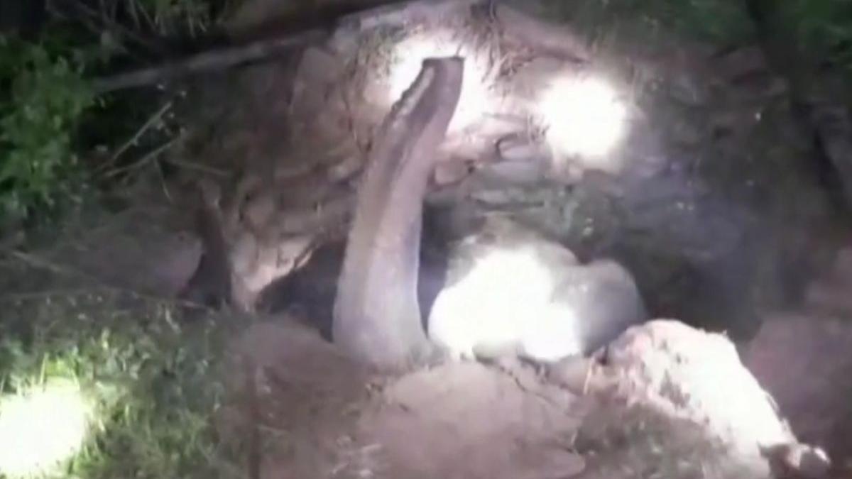 elefant asiatic put india odisha excavator