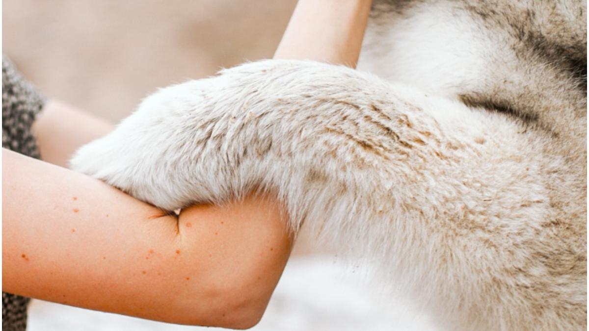 tanara a salvat caine arsuri yellowstone