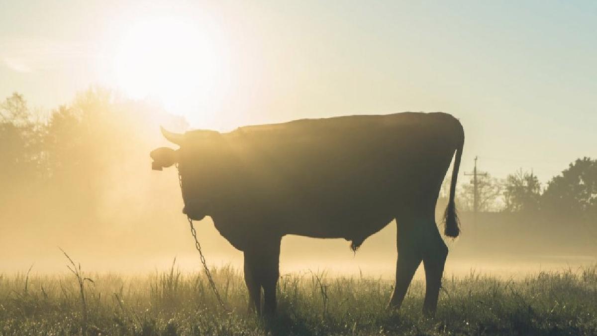 barbat alba ucis taur camp sat biia