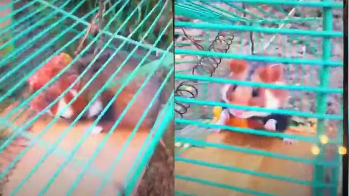 sucevean omorat harciogi inchisoare