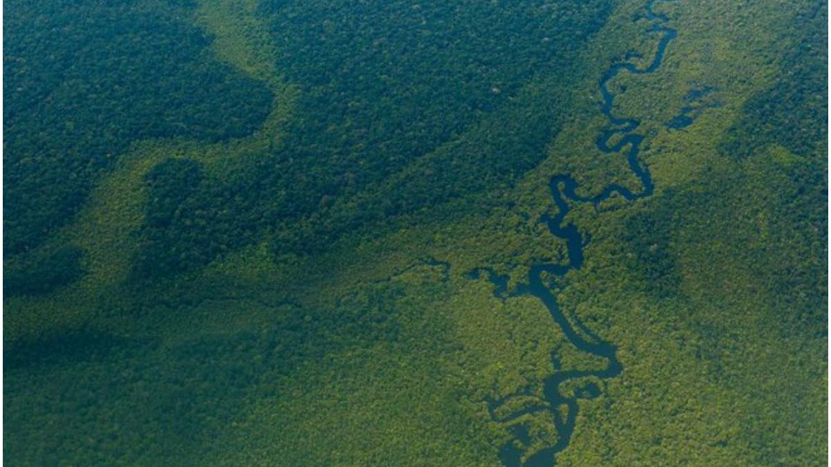 facebook interzicere vanzare terenuri padurea amazoniana