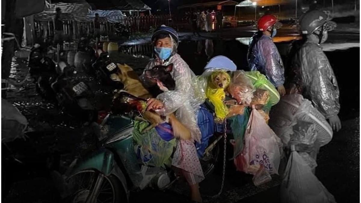 caini ucisi vietnam covid