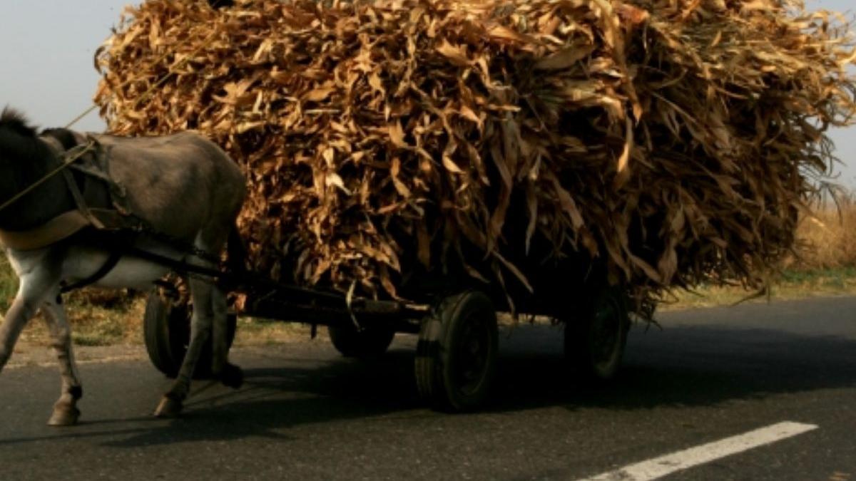 fata 10 ani moarta cazut caruta