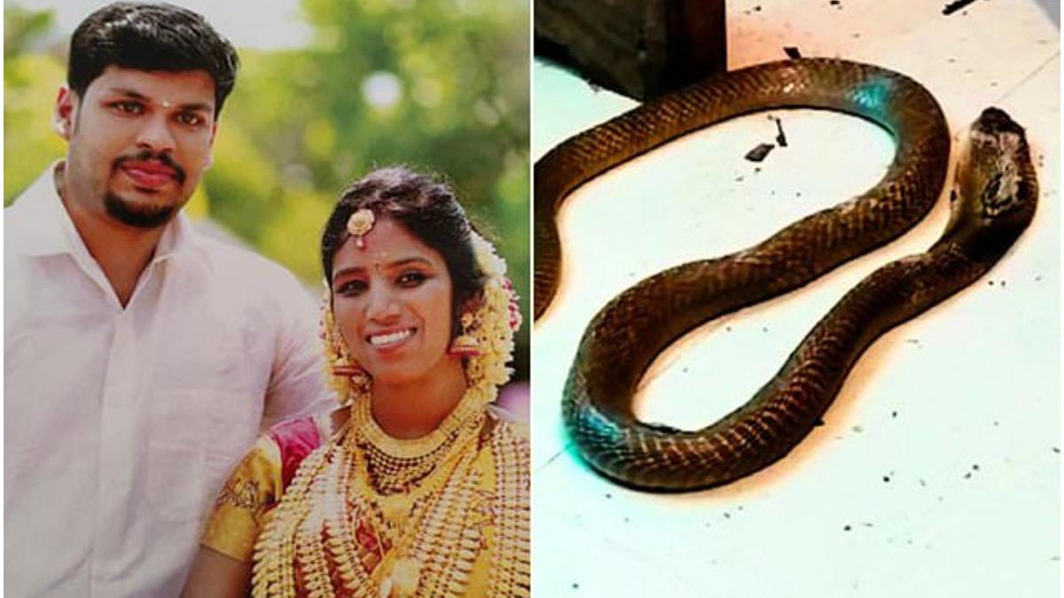 barbat india sotie cobra