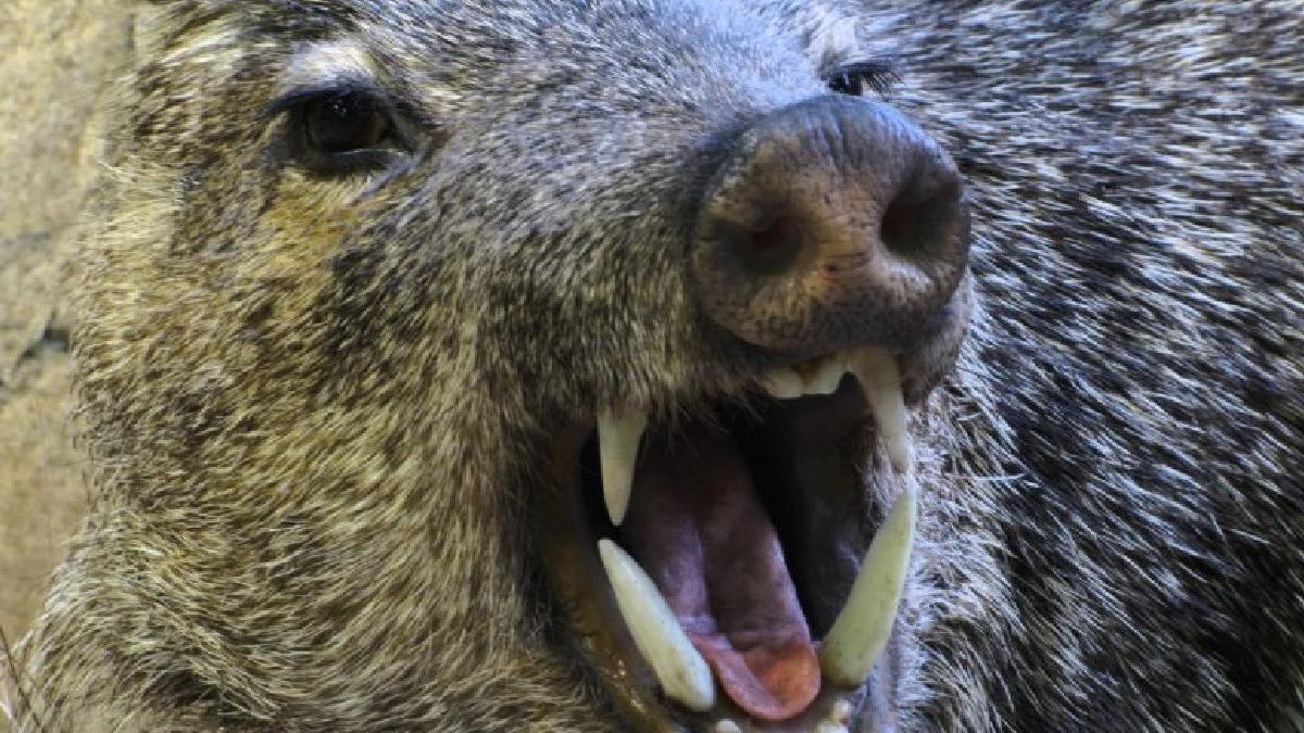 barbat atacat mistret partida de vanatoare bistrita