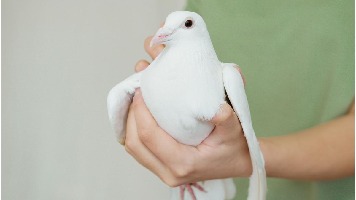 roman condamnare inchisoare belgia furt porumbei paguba