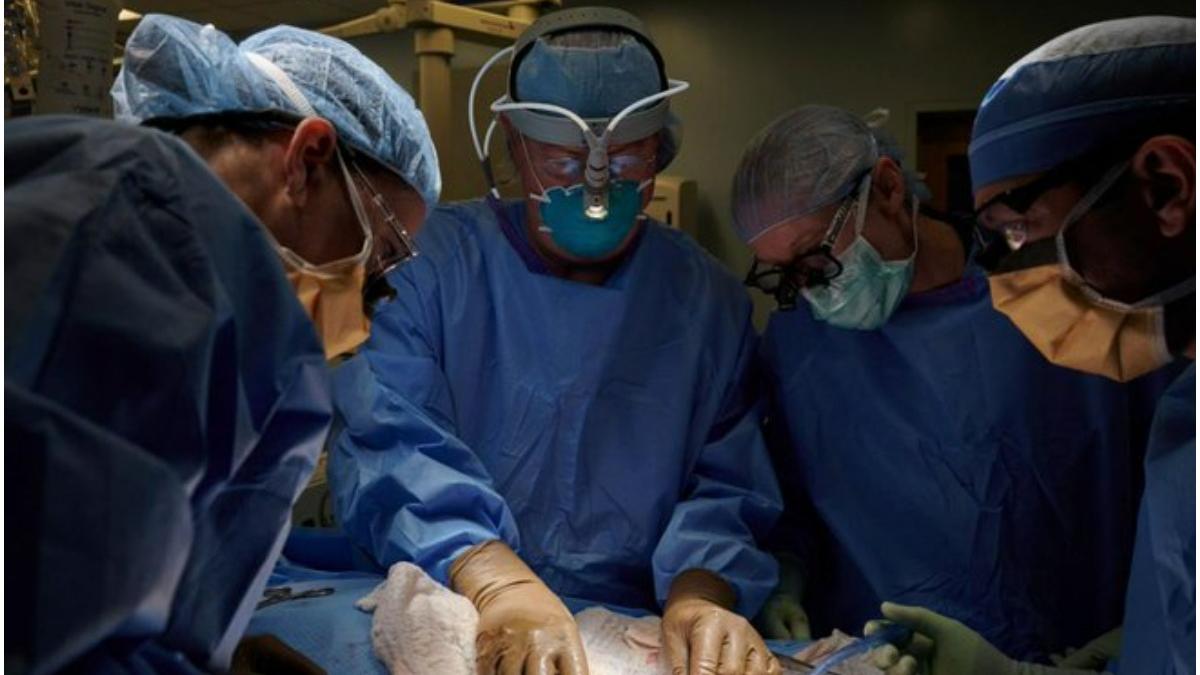 chirurgi sua transplant rinichi porc la om premiera mondiala