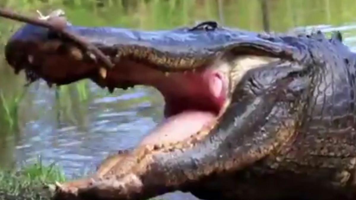 aligator american kanye new south wales