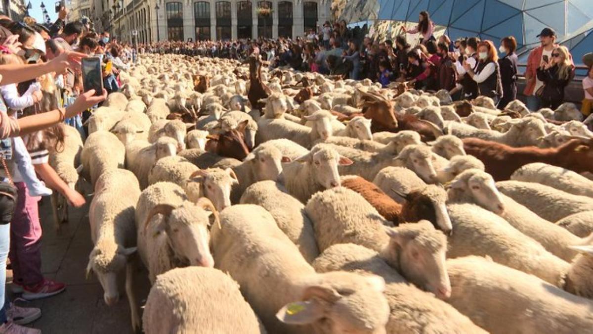 oi madrid transhumanta iernat timpuri noi minunat