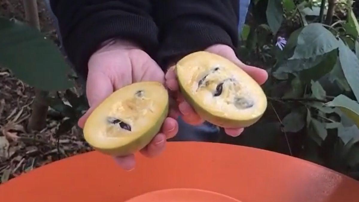 vremea culesului pentru banana nordului cum cresti paw paw la tine in gradina