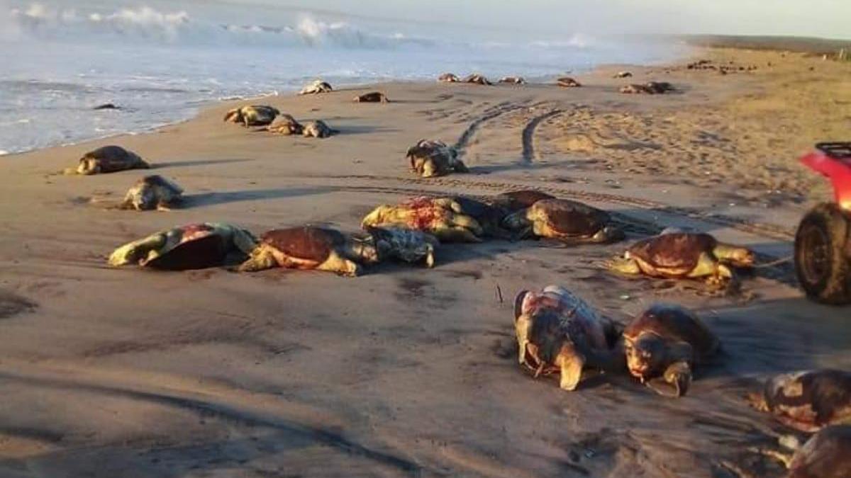 testoase maslinii moarte mexic