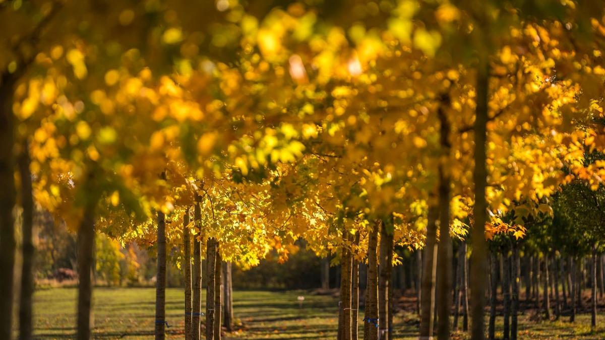 prognoza meteo 1 29 noiembrie 2021 vreme calda