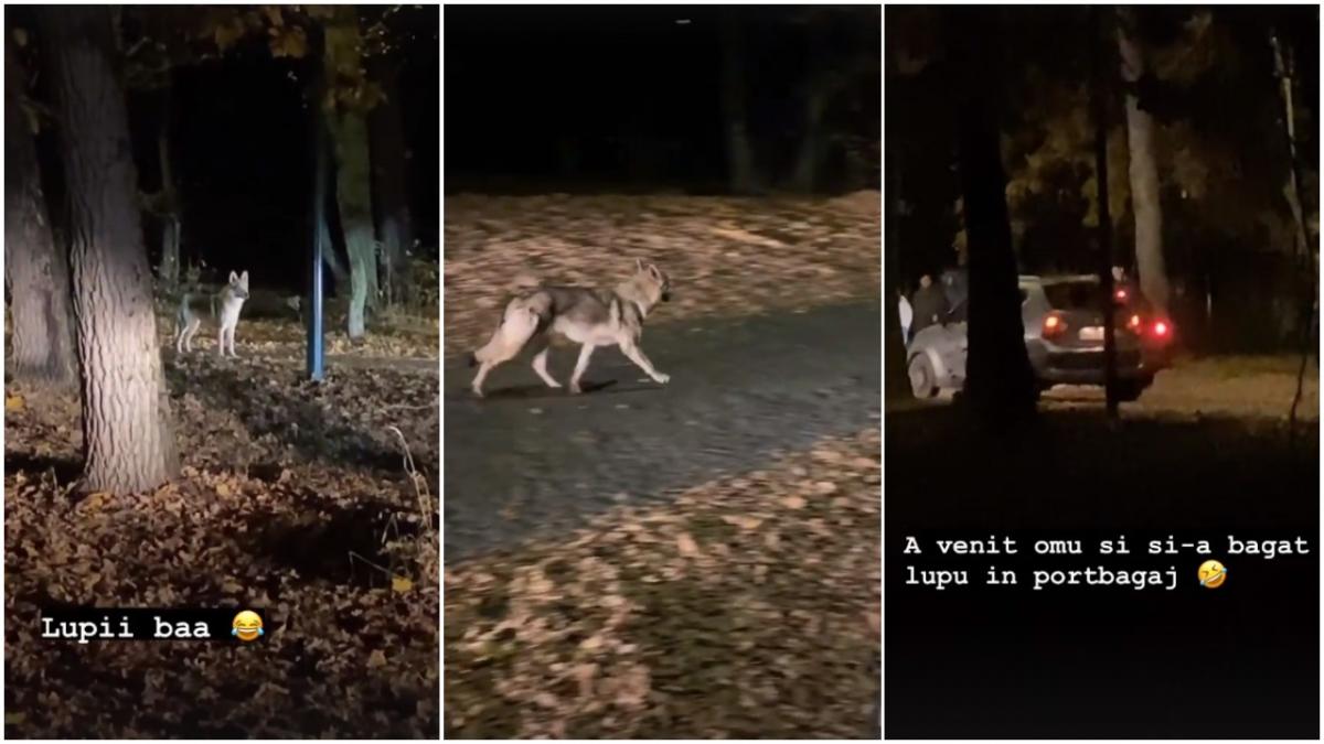 panica in targu mures din cauza unui lup unii localnici spun ca a fost doar un caine