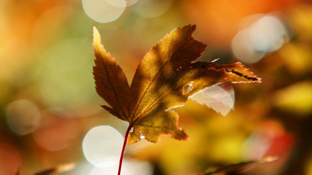 prognoza meteo noiembrie 2021