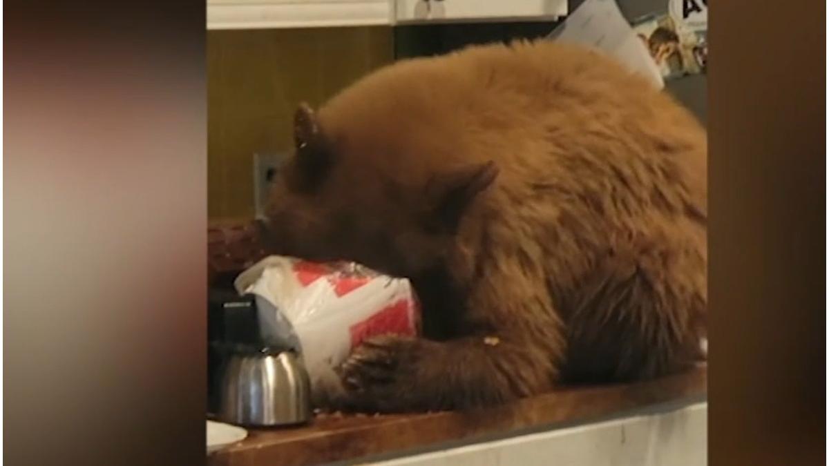 urs california aripioare kfc