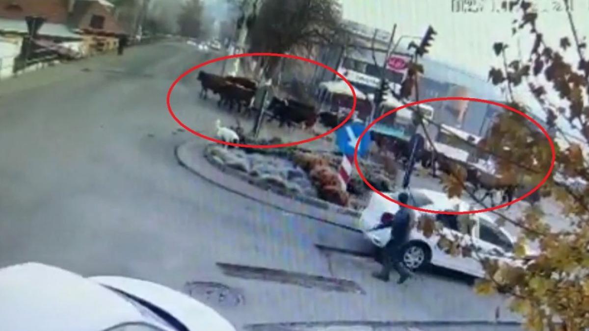 imagini cu cele 17 vaci maidaneze care au devastat strazile din vatra dornei