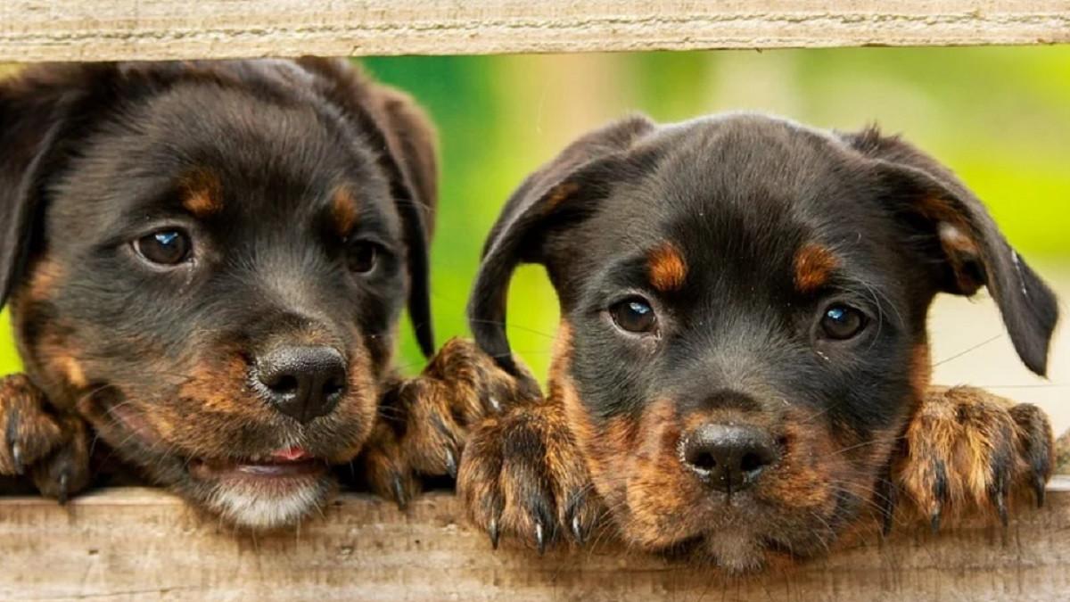 targ adoptii catei parcul circului