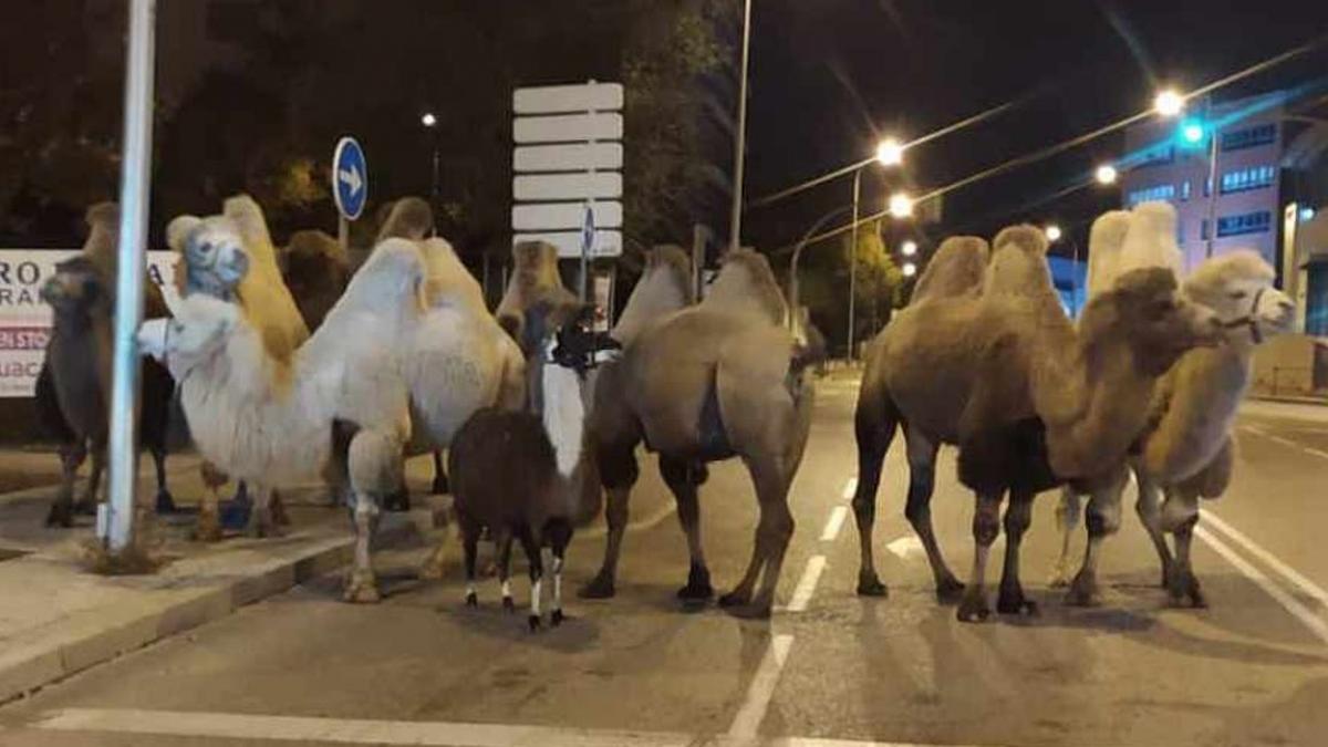 camile politie madrid circ quiros drepturile animalelor