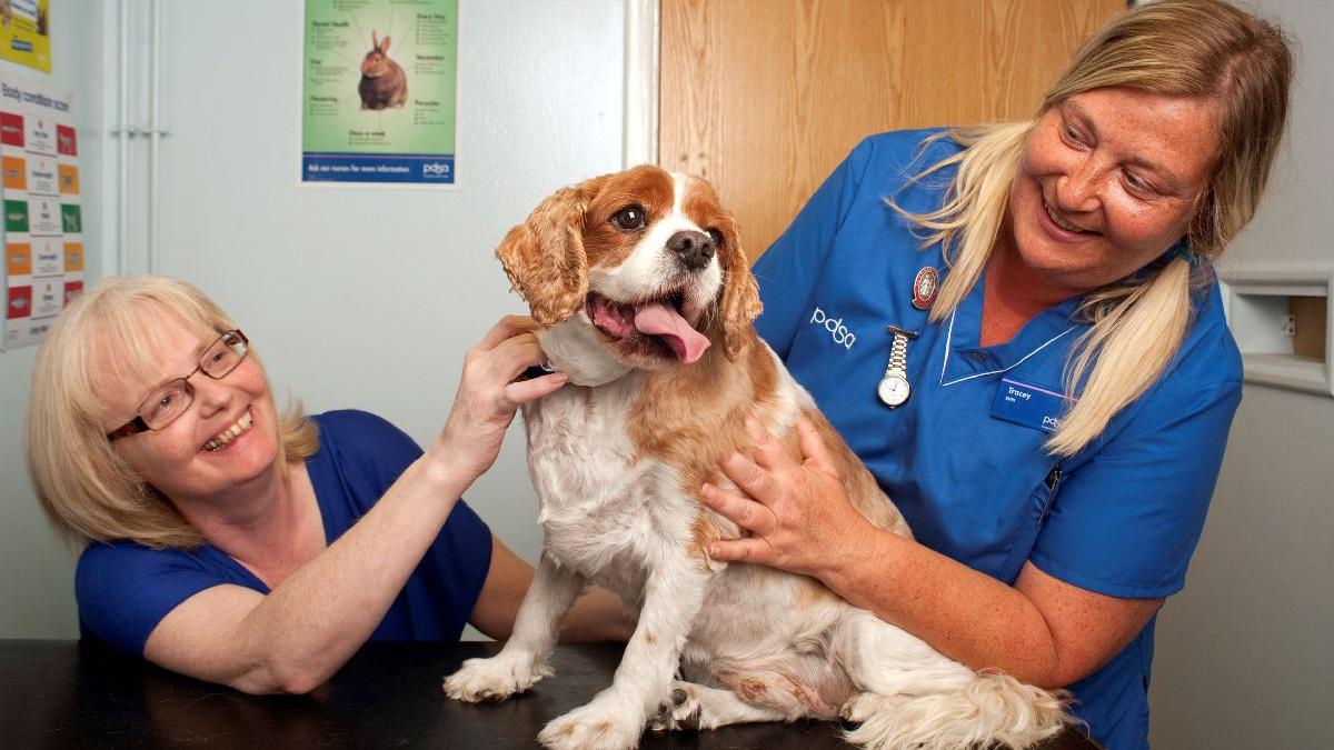 covid animale probleme cardiace